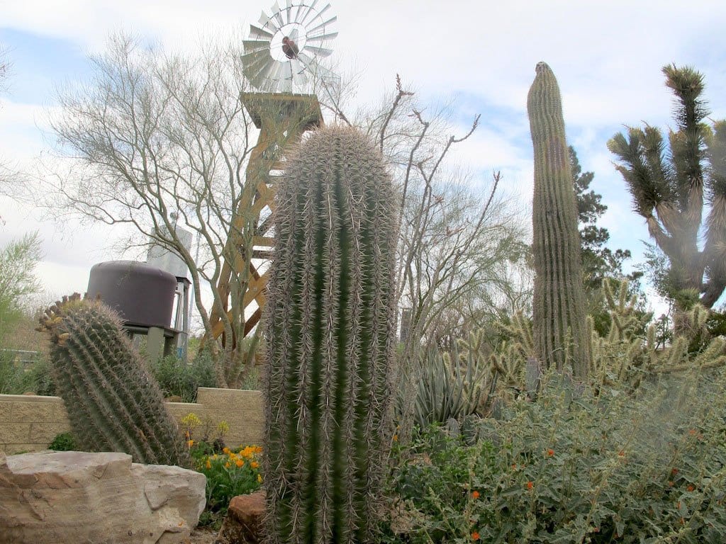 Springs Preserve and Cactus Joe's