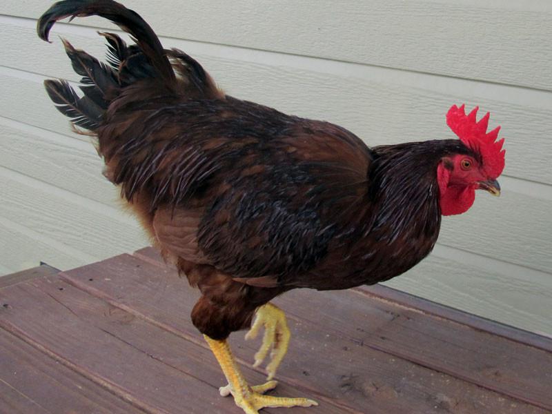 Rooster rescue